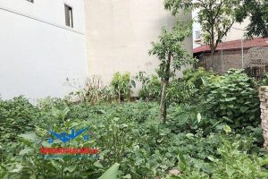 Xuất hiện dự án Vinsafari Gia Lâm đất nền Gia Lâm sẽ tăng từ 5 triệu đến 10tr/m2